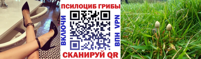 Псилоцибиновые грибы Psilocybine cubensis Афипский